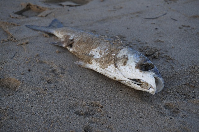 Historien om verdens største aprilsnar – og folk gik med